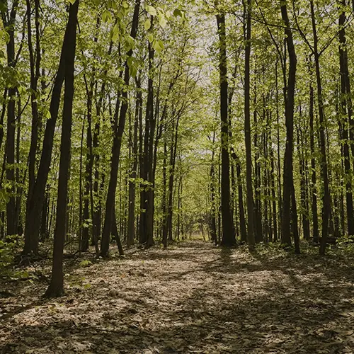 Image d'une forêt